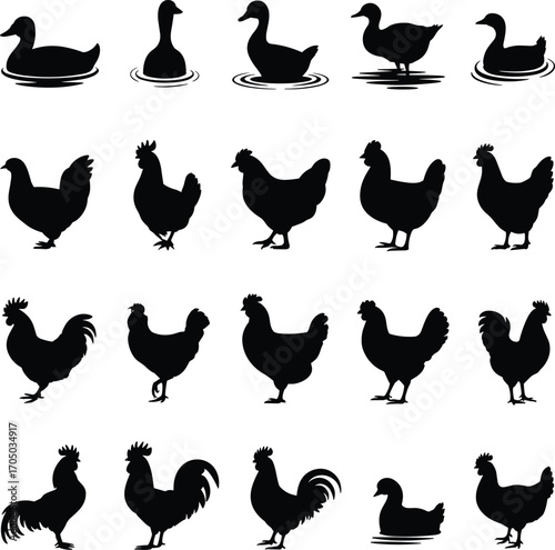 Silhouettes of ducks, chickens, and roosters in various poses, farm birds, poultry icons, black vector animals, isolated on white background