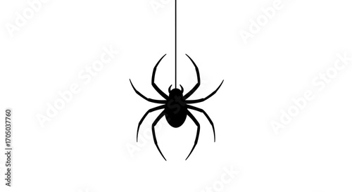 spider isolated on white