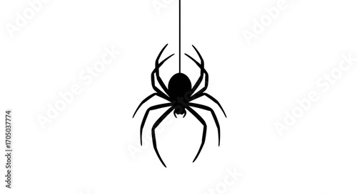 spider on a white background