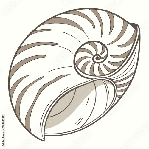 Stylized illustration of a nautilus shell showing its intricate spiral chambers and segmented exterior in neutral tones