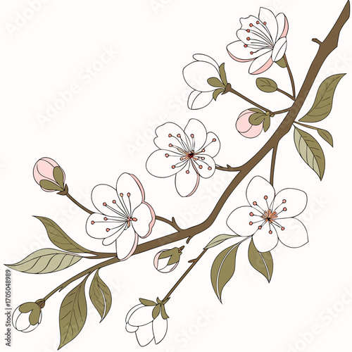 Vector art of delicate cherry blossom branch a serene illustration of spring, featuring blooming flowers and buds on a graceful branch, perfect for adding a touch of nature