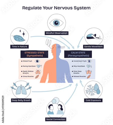 Regulate your nervous system with mindful observation, deep belly breath, and social connection. Doodle style diagram