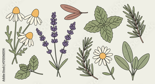 Vector Illustration of Various Herbs and Flowers in Flat Design