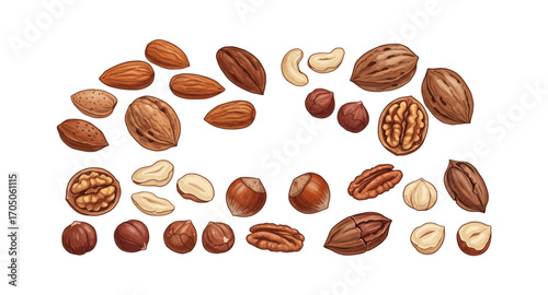 Vector illustration of nuts