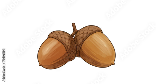 acorns isolated on white
