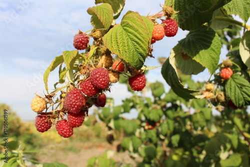 a branch of ripe raspberries in our garden in the village we have many useful crops
