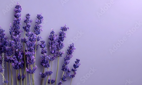 Purple lavender sprigs are arranged on a soft plain lilac background creating a minimalist and serene composition