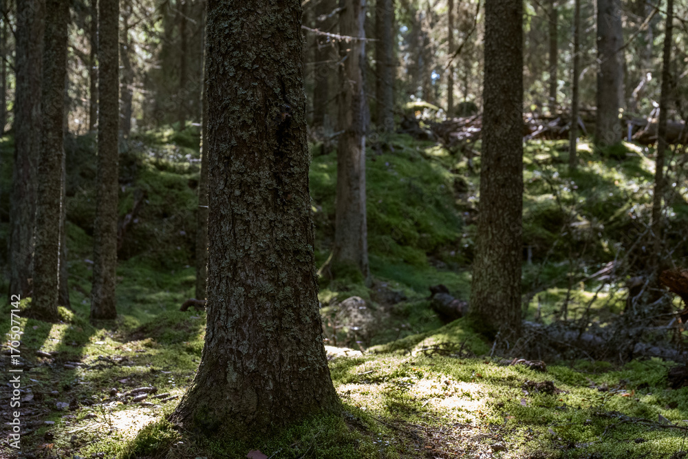 Fototapeta premium Sunlight filtering through an old forest canopy