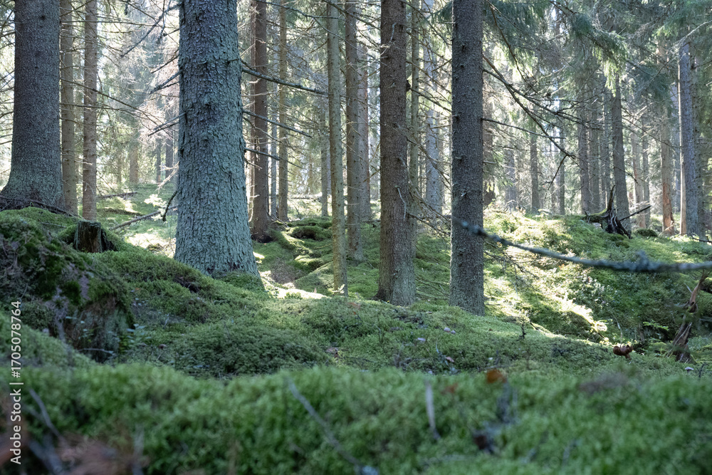 Obraz premium Sunlight Through Tall Evergreen Trees In A Forest