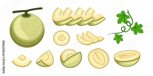 Set of  melon fruit vector illustration in cartoon style. Healthy nutrition, organic food, vegetarian product.