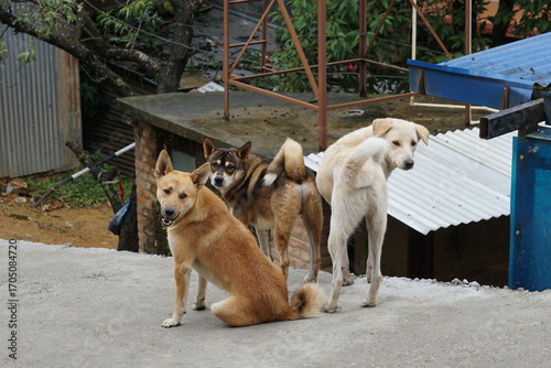 Three stray dogs standing on a street in Kathmandu in Nepal