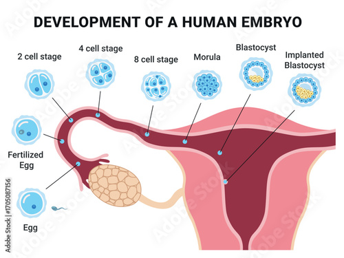 Stages of the Human Embryo, from Fertilization, Morula, Blastocyst, and implantation. Clean, modern design for textbooks, lectures, patient education, and scientific presentations; scalable, isolated 