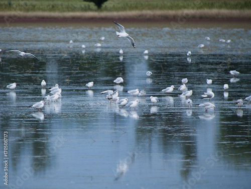 Large flock of seagulls resting and feeding on the calm surface of a lake. Scenic wildlife scene with reflections in water, perfect for nature, birdlife, wetland habitat, and environmental themes.