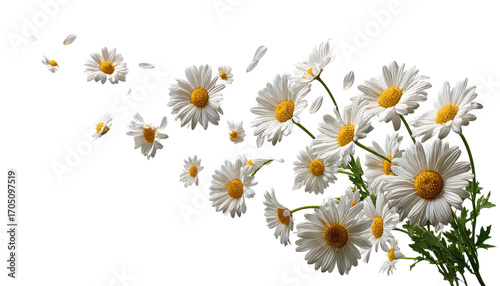 White daisies with petals swirling in a dark background