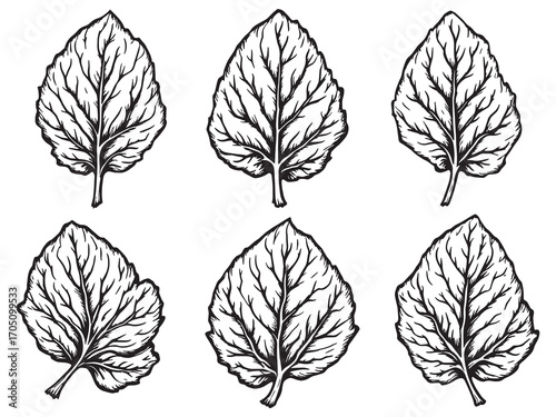 Spinach Leaf Vibrant Leafy Vegetable Energy