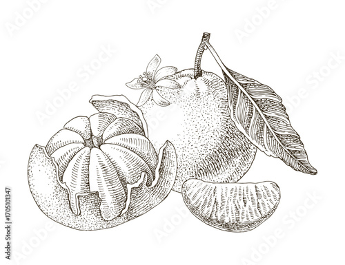 Ripe tangerines hand drawn vector illustration