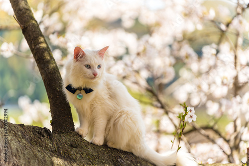 Elegant long-haired white Turkish Angora cat with blue eyes sitting gracefully on a tree branch amidst blooming cherry blossoms on a sunny spring day.