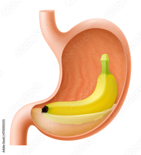 Human Stomach with banana fruit. The stomach digests bananas. A stomach filled with healthy and wholesome food. Proper nutrition. Realistic 3d Vector illustration. Food digestion process illustration