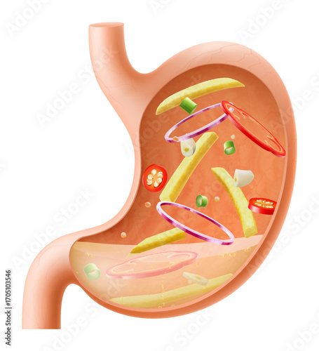 Human Stomach filled full by fast food. Gastric juice digesting many food in Stomach. Stomach with seasoned chips inside Illustration about digestive system. Realistic 3d Vector