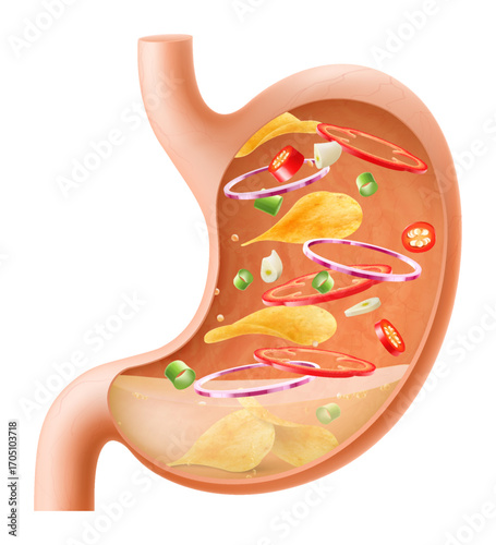 Human Stomach filled full by fast food. Gastric juice digesting many food in Stomach. Stomach with seasoned chips inside Illustration about digestive system. Realistic 3d Vector