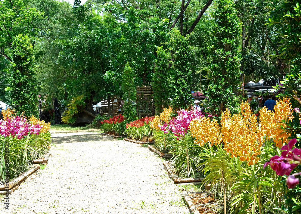 Obraz premium Beautiful pink and yellow orchid flowers with green leaves in the garden background.