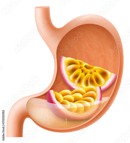 Human Stomach with passion fruit. The stomach digests passion fruits. A stomach filled with healthy and wholesome food. Proper nutrition. Realistic 3d Vector illustration. Food digestion process.