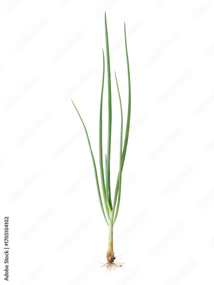 Fototapeta premium Young onion plant with root, isolated on white