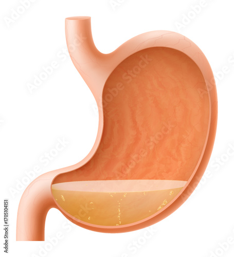 Human Stomach with gastric juice isolated. Internal human organ stomach in cross section. Illustration of a healthy human stomach, which regulates digestive process. Realistic 3d Vector illustration.