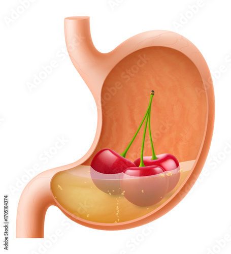 Human Stomach with cherries. The stomach digests cherries. A stomach filled with healthy and wholesome food. Proper nutrition. Realistic 3d Vector illustration. Food digestion process illustration