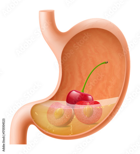 Human Stomach with cherries. The stomach digests cherries. A stomach filled with healthy and wholesome food. Proper nutrition. Realistic 3d Vector illustration. Food digestion process illustration