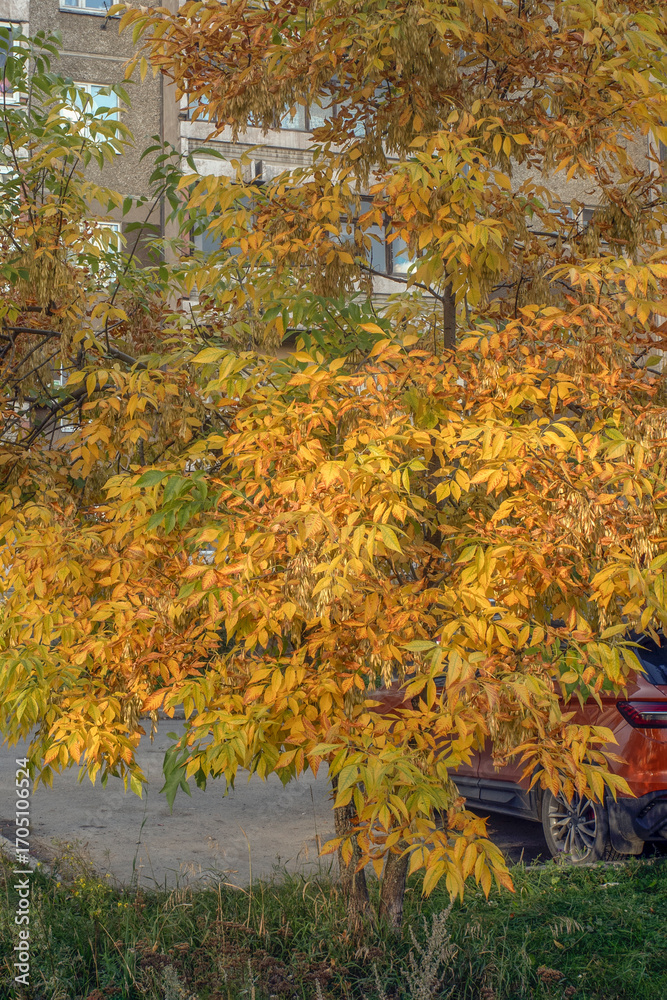 Obraz premium A tree with yellow leaves near the parking lot on an autumn day