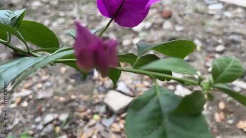 pink and yellow flower