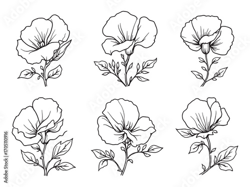 Sweet Pea Delicate Fragrant Spring Blossoms