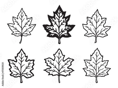 Sycamore Leaf Design For Creative Projects