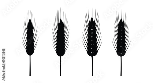 Four detailed black wheat stalk silhouettes isolated on a vector