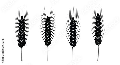 Four black wheat stalks isolated on white displaying agricultural harvest and organic food vector
