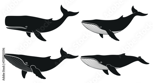 Four silhouette style black whales swimming gracefully marine mammal ocean wildlife creatures vector
