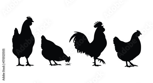 Silhouette collection of roosters and hens diverse poses farm poultry animals vector