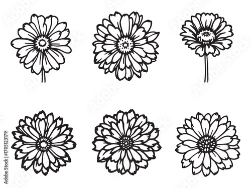 Zinnia Colorful Petals Brighten Every Day