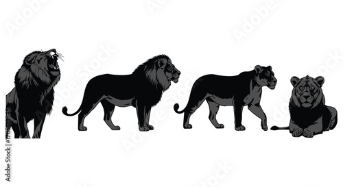 Majestic black lions silhouette collection roaming in natural poses wild animal pride alpha predator vector