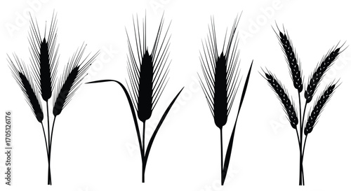 Collection of black silhouette wheat stalks and barley ears isolated on vector