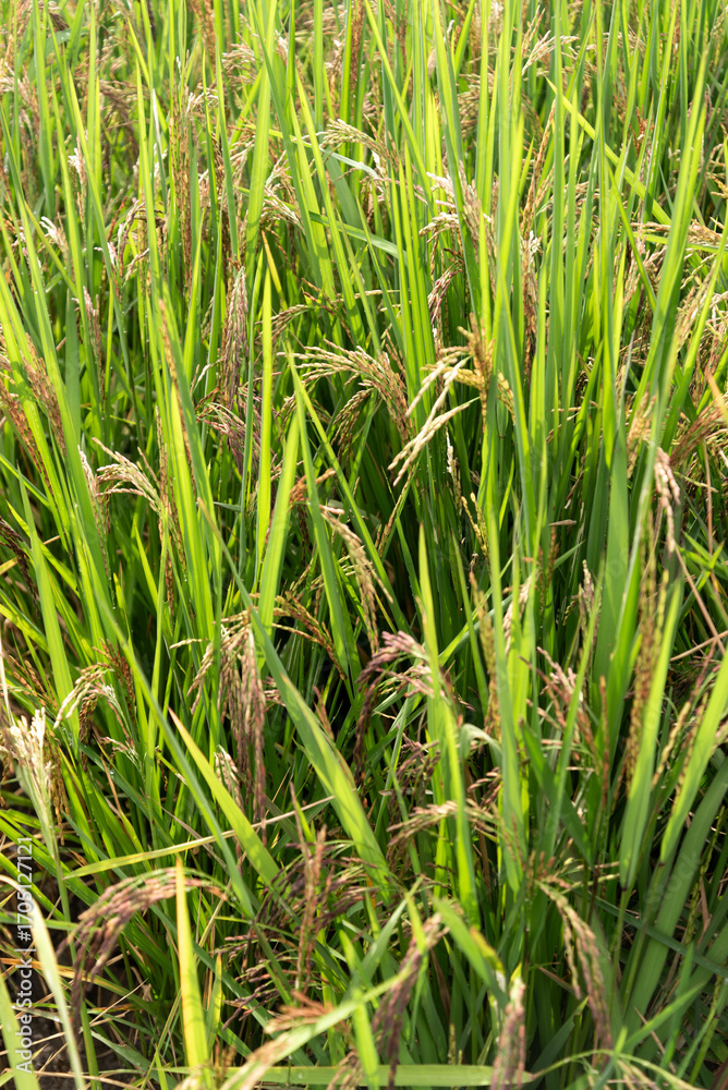 Fototapeta premium Ripening Rice Stalks in Lush Paddy Field Symbolizing Sustainable Agriculture and Global Food Security