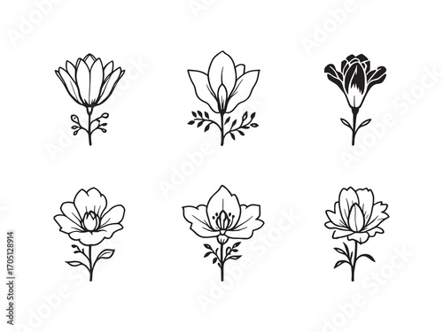 Tuberose Beautiful Blossom Brighten Your Room