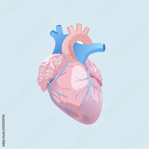3D vector illustration of human heart anatomy in pink