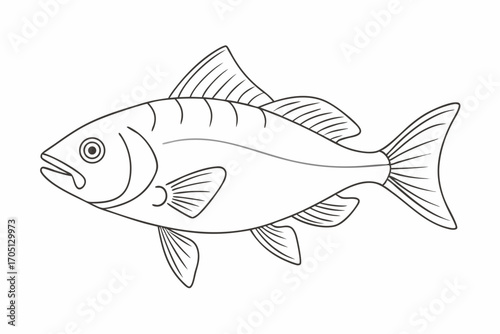Fish Line Art Illustration Isolated on White Background