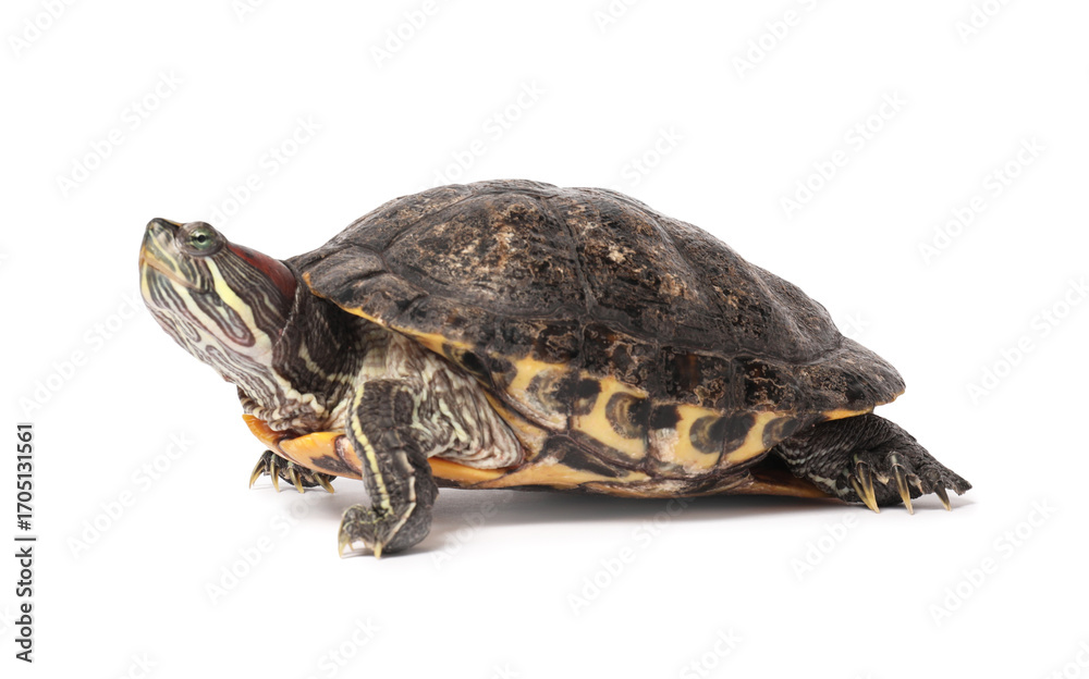 Fototapeta premium Beautiful turtle (Red-eared slider) on white background