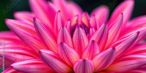 Abstract close-up of dahlia petals, vibrant colors, blurred background, botanical, colors