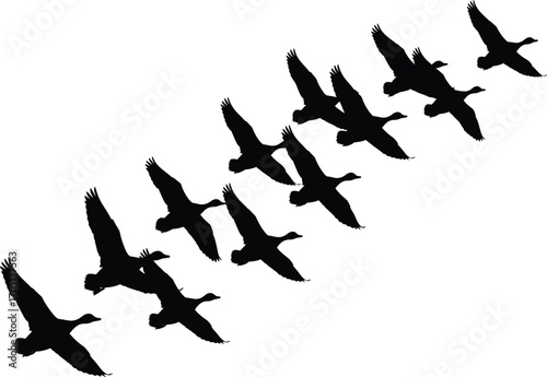 Birds flying in V formation, migratory silhouettes, teamwork in nature, geese flock vector, aerial wildlife, minimalist black birds, white background illustration