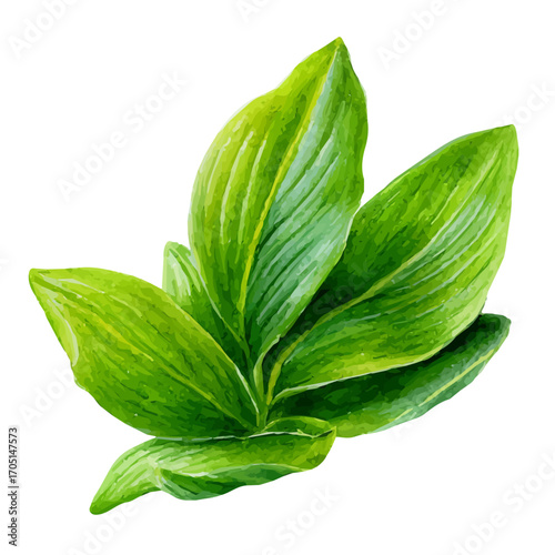 Plantain Leaf, watercolor illustration vector, isolated on a white background.