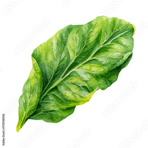 Plantain Leaf, watercolor drawing vector, isolated on a white background.